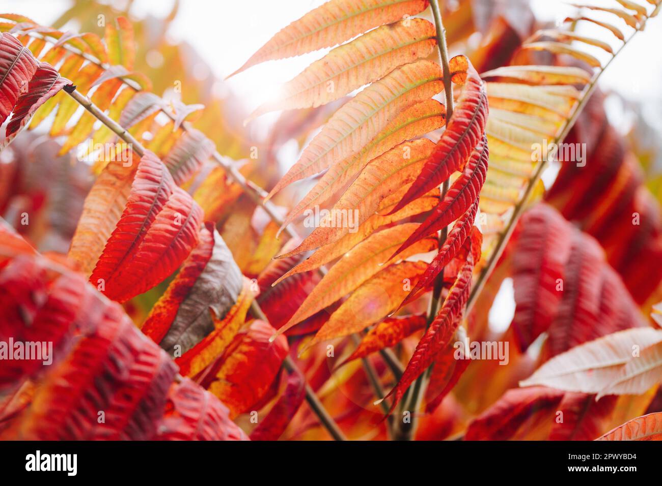 Essigbaum als farbenfroher, landschaftlich schöner Herbsthintergrund, auch als Hirschbutt Sumac lateinischer Name Rhus typhina und Rhus hirta bezeichnet. Stockfoto