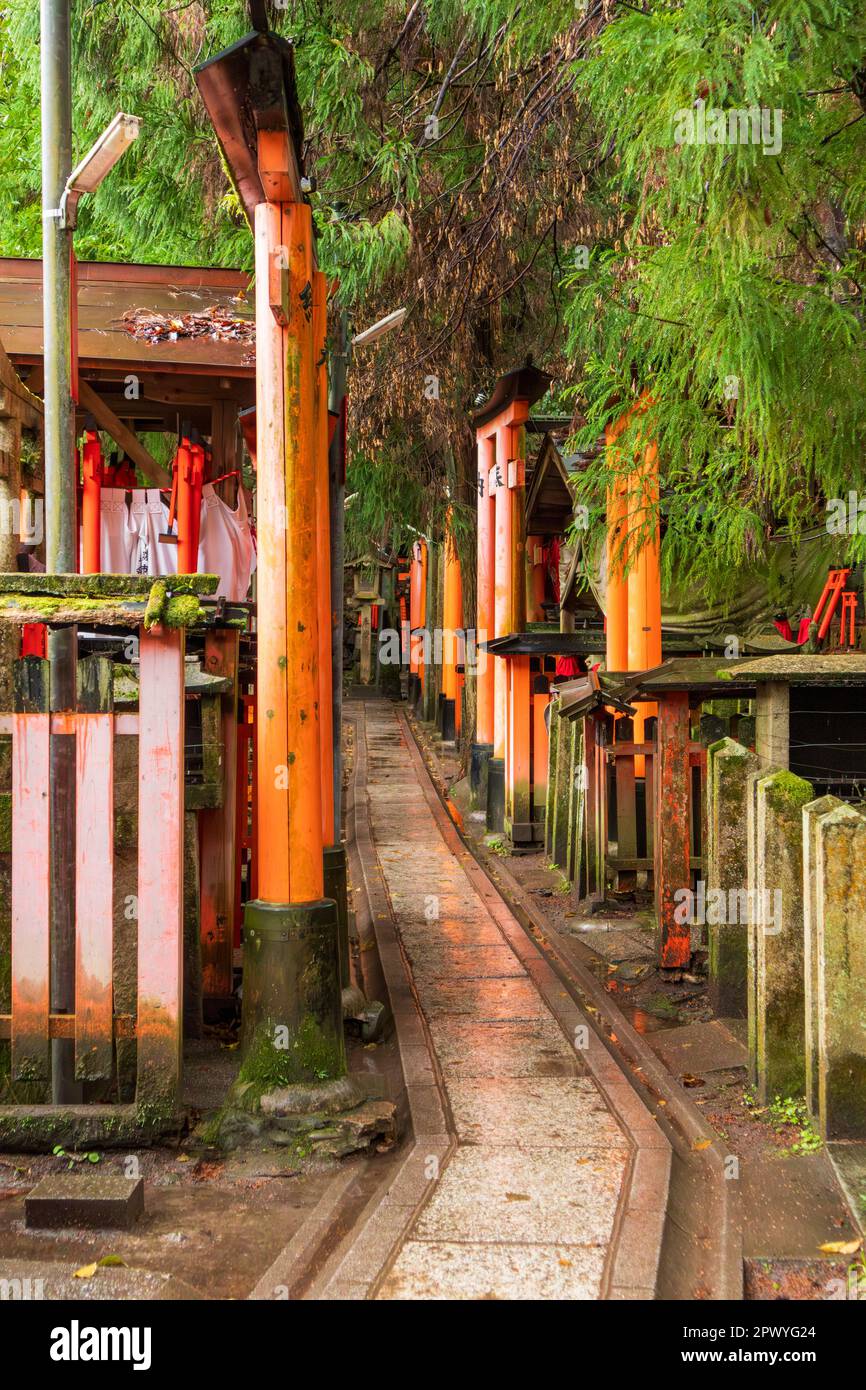 Rote Torii-Tore in Fushimi Inari Taisha, einem Shinto-Schrein in Kyoto, Japan Stockfoto