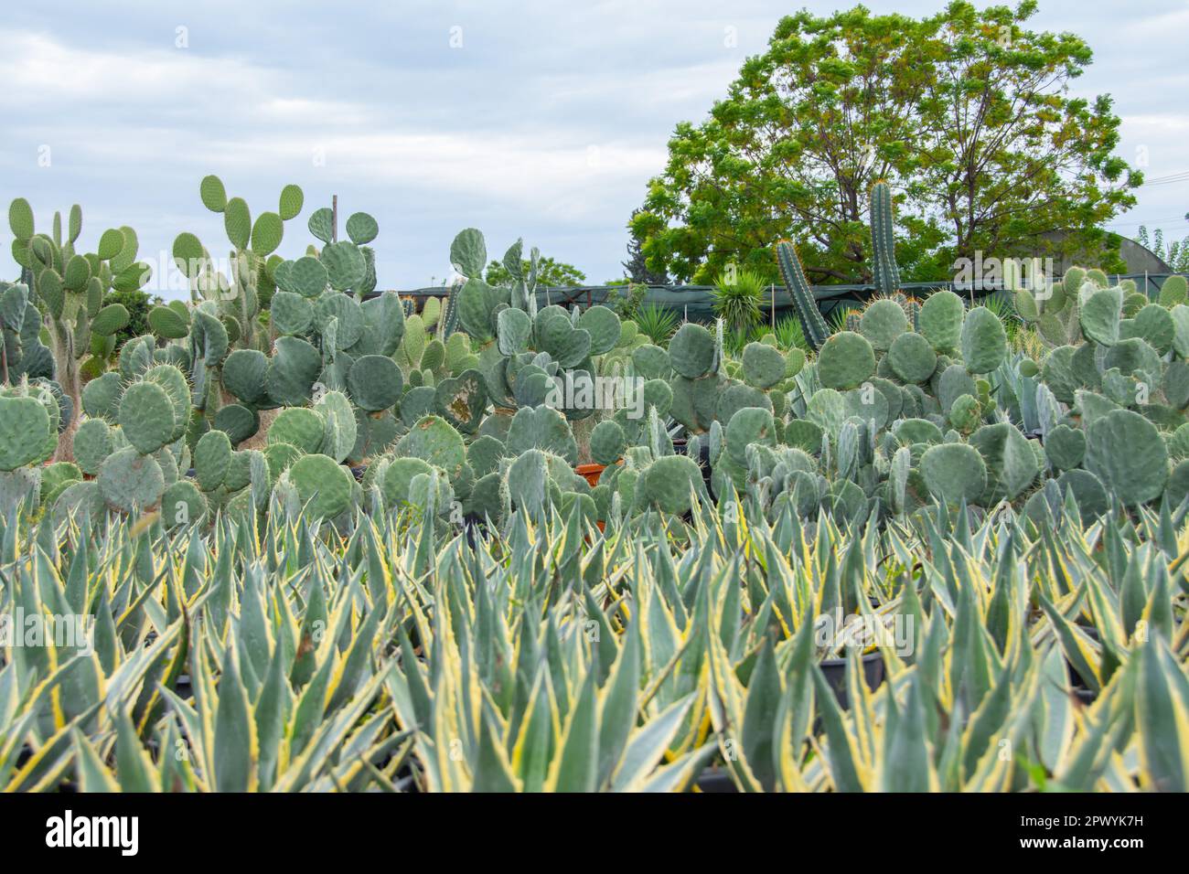 Amerikanische Agave-Setzlinge, die im Busch verschiedene Arten von opuntia-Pflanzen geformt haben, die in einem Gartenzentrum angebaut werden Stockfoto