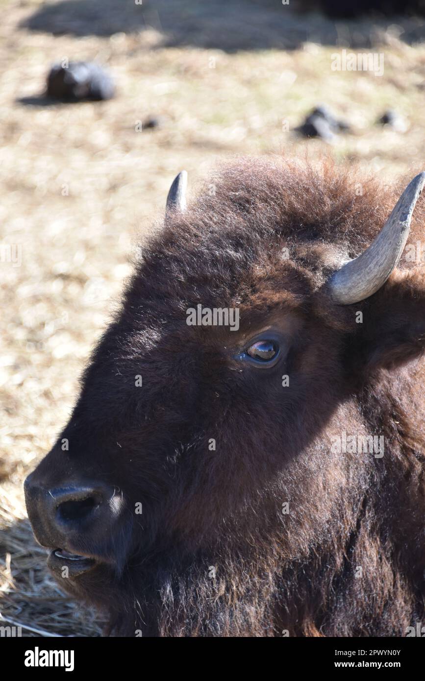 Buckeye, AZ. USA. 2/24/2023. Kommerzielle Bison kleine Herden werden für einzigartige kulinarische Fleischmärkte gezüchtet. Amerikanischer Bison (Bison Bison) Stockfoto