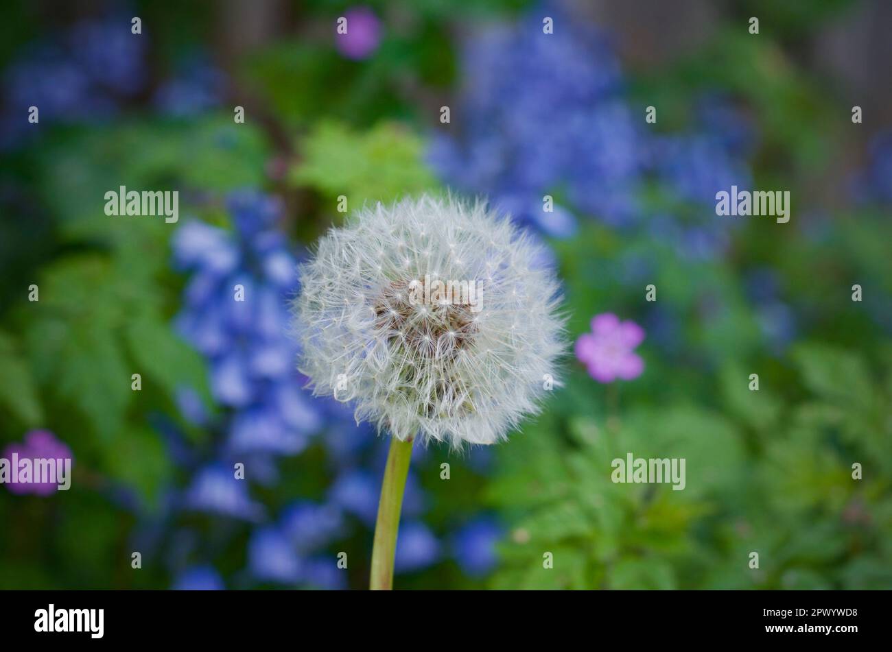 Blumenleuchter und Samen im englischen Garten mit blauen Glocken im Hintergrund Stockfoto