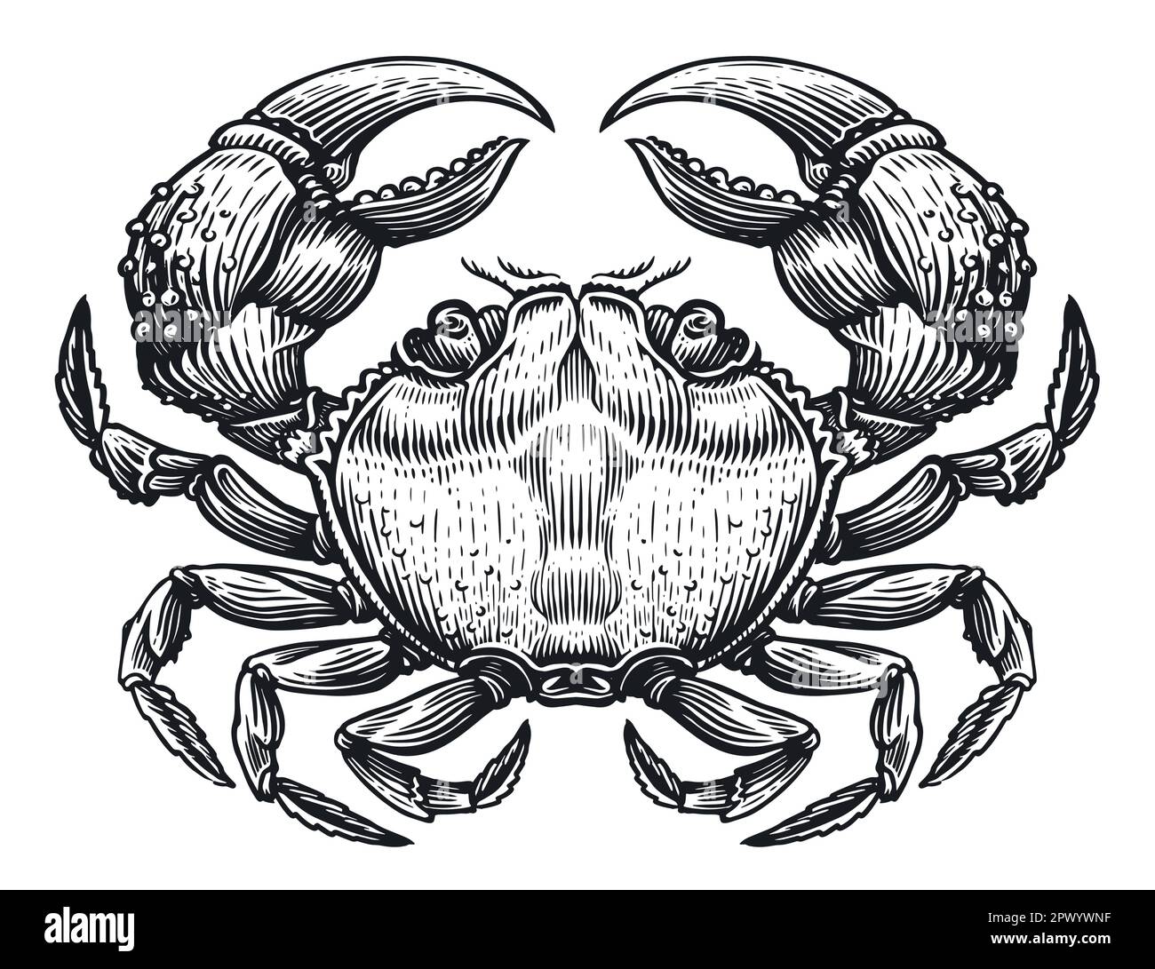 Krabben im Vintage-Stil mit Skizzengravierung für Menü- oder Etikettendesign. Meeresfrüchte, handgezeichnete Vektordarstellung Stock Vektor