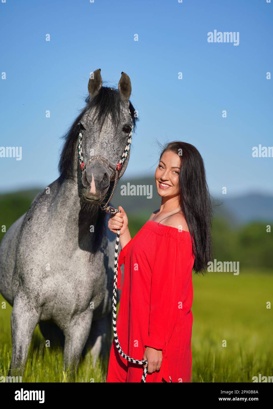 Junge Frau mit dunklem Haar und leuchtend rotem Kleid, die ihr arabisches graues Pferd an einem sonnigen Tag auf grünem Feld führt, lächelt fröhlich, Nahaufnahme Stockfoto