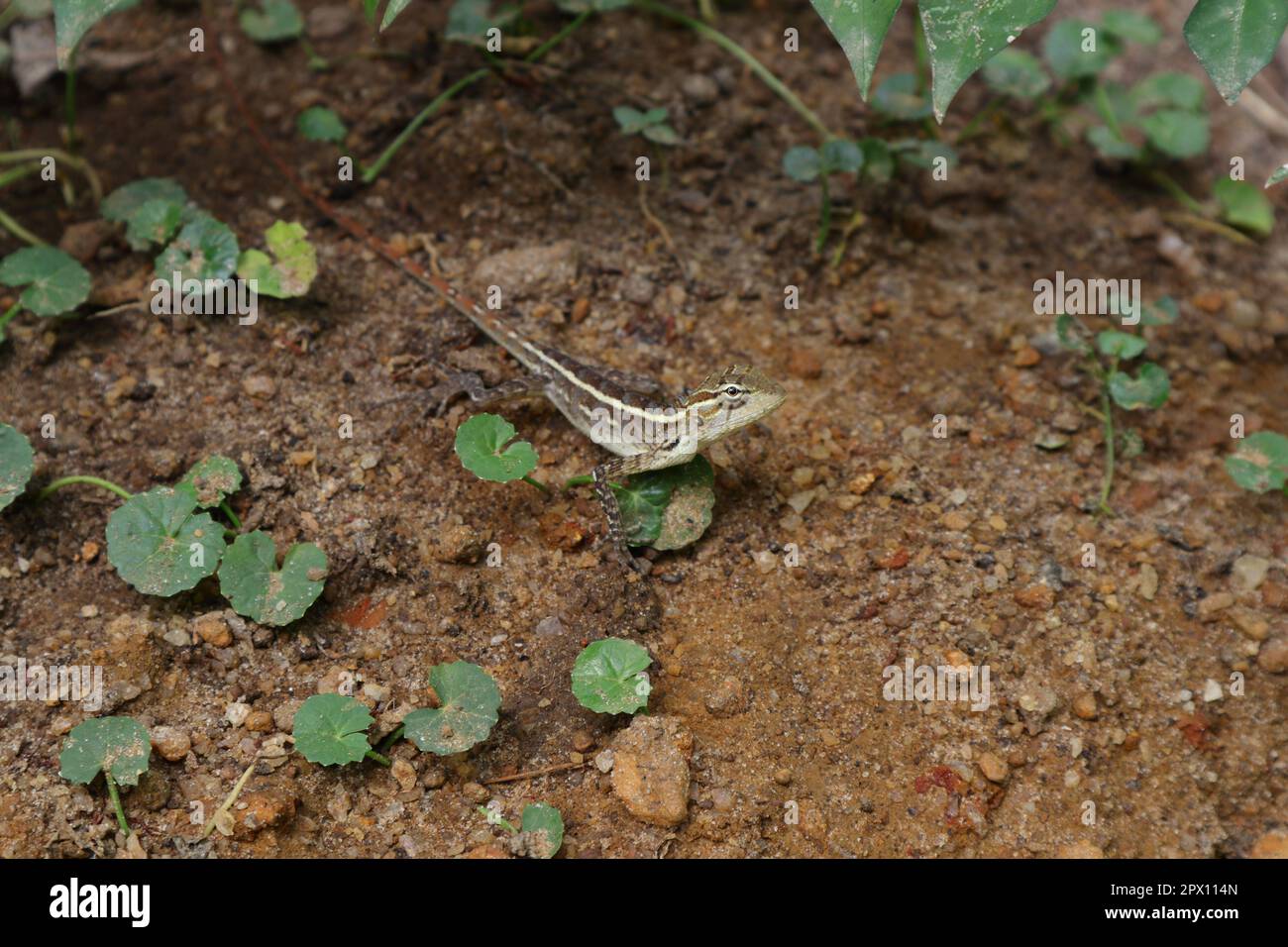 Ein neugieriges Gesicht einer Gartenechse, die auf dem Boden krabbelt, wo asiatische Pennywort-Pflanzen wachsen Stockfoto