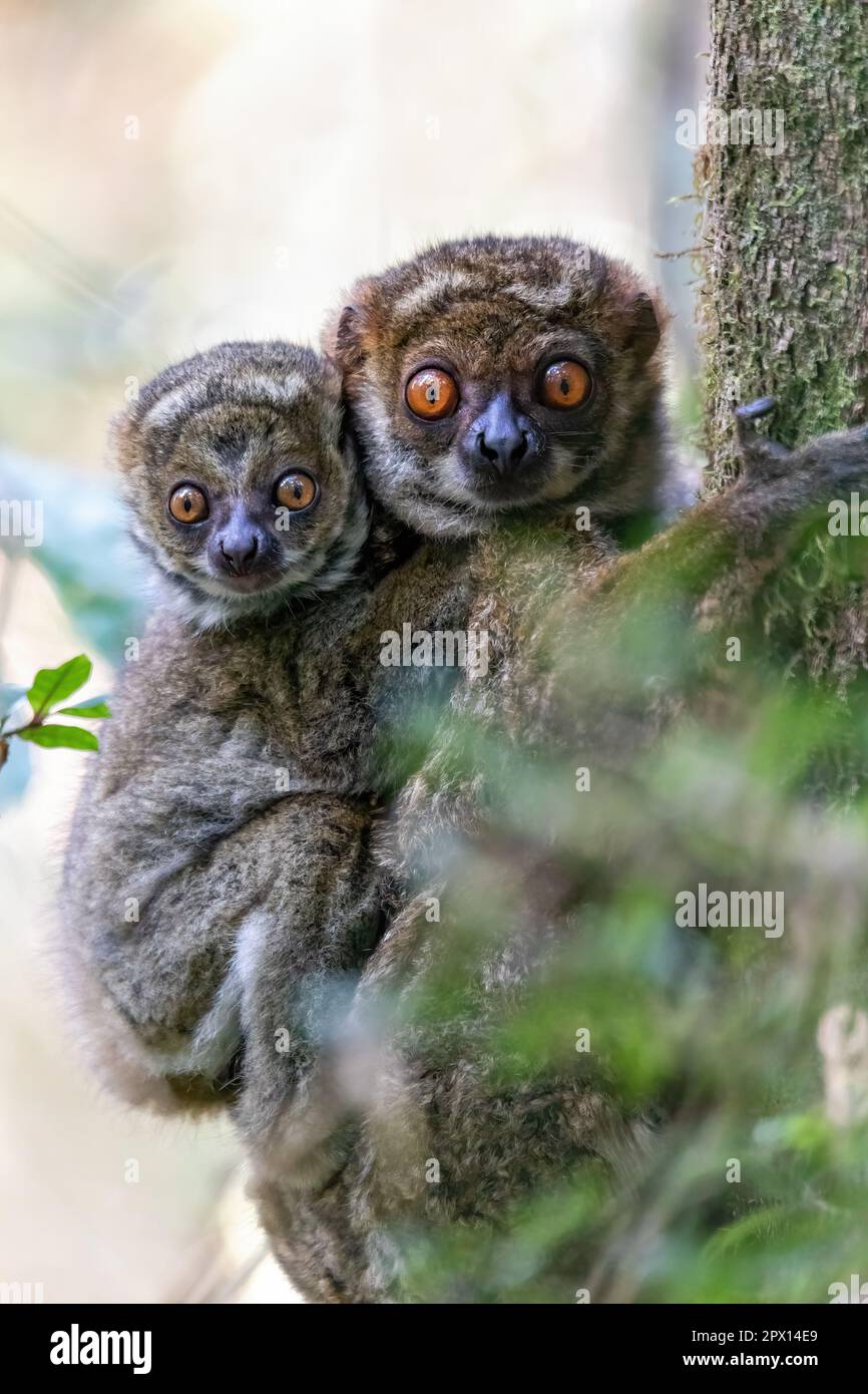 Avahi, Peyrieras' Woolly Lemur (Avahi peyrierasi), gefährdetes ...