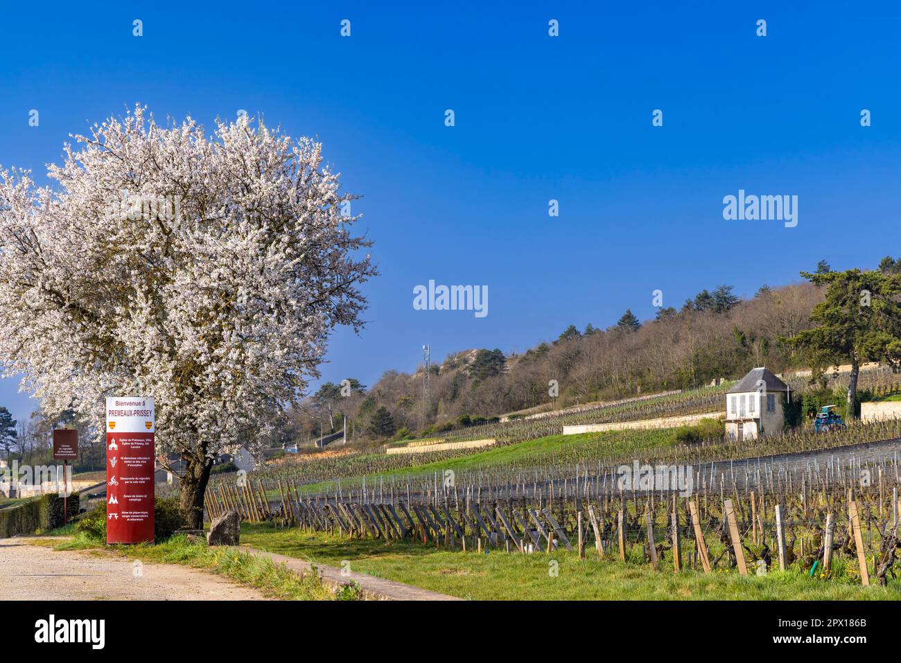 Weinstraße (Route des Grands Crus) in der Nähe von Gevrey-Chambertin, Burgund, Frankreich Stockfoto