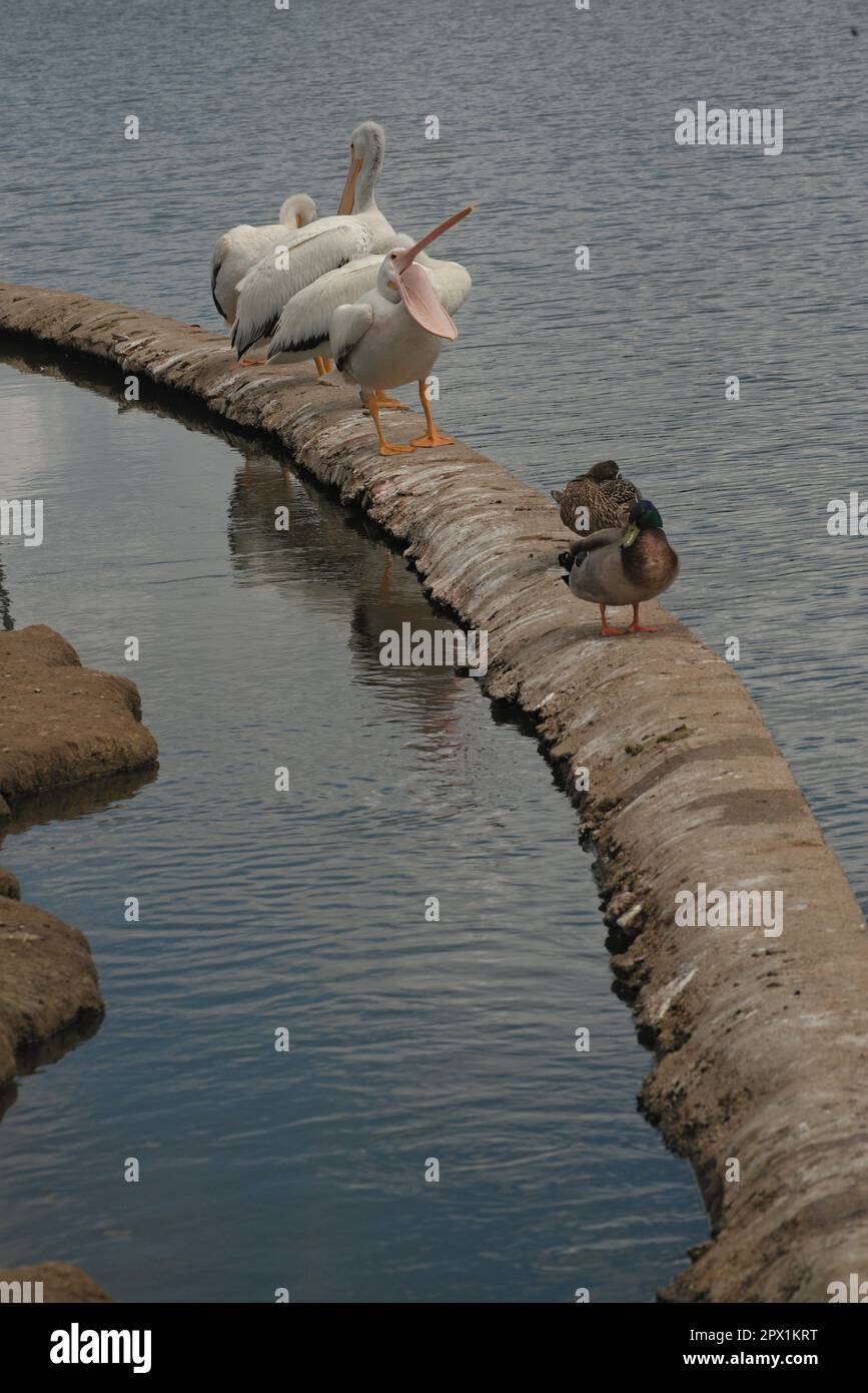 Einige seltsame, wunderschöne weiße Pelikane sitzen am Seeufer und denken über ihre nächste Fischmahlzeit nach. Feine Details dieser großen Wasservögel. Stockfoto
