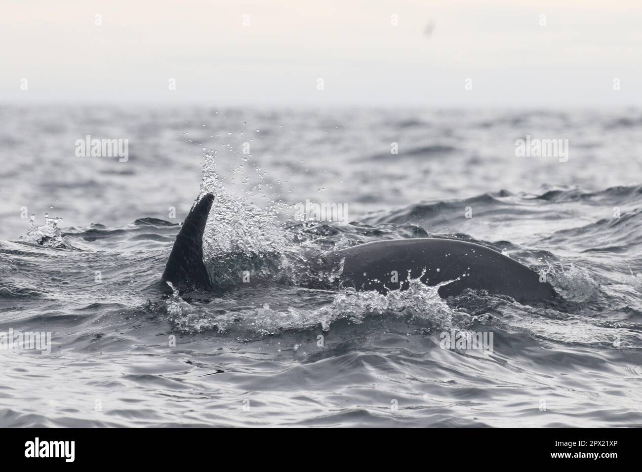 Fotos wurden während einer Killerwal-Forschungsreise rund um die Westman Islands, Island, gemacht. Stockfoto