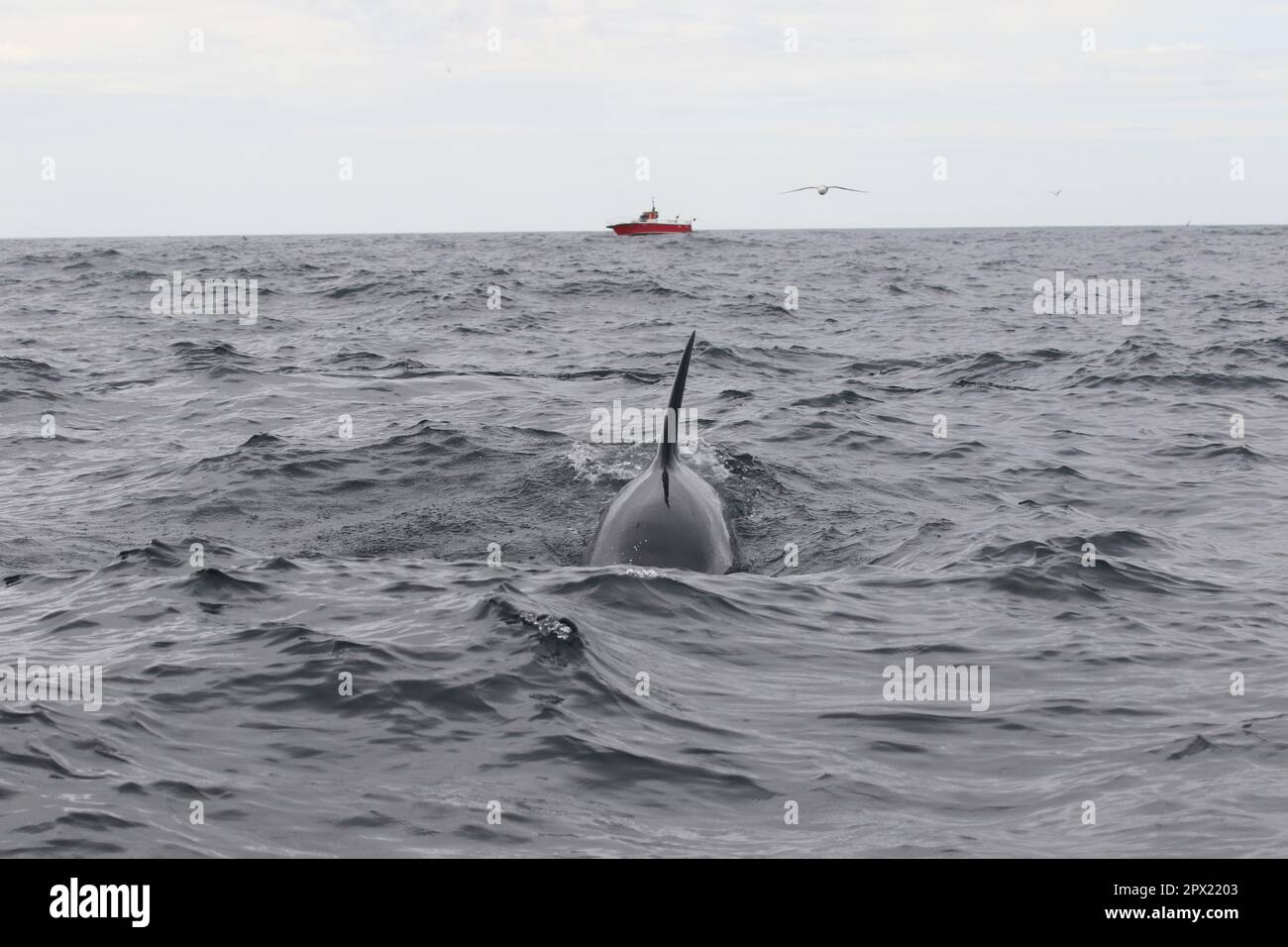 Fotos wurden während einer Killerwal-Forschungsreise rund um die Westman Islands, Island, gemacht Stockfoto