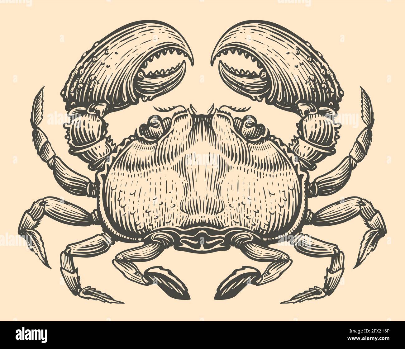 Von Hand gezeichnete Krabben-Gravurskizze. Tiervektordarstellung Stock Vektor
