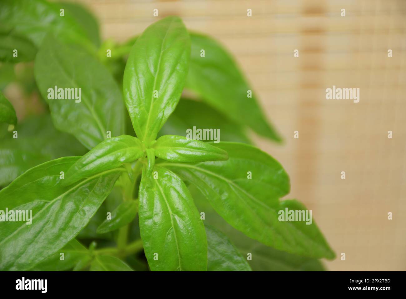 Fah Talai Jone ist eine in Indien und Sri Lanka heimisch geborene, einjährige, krautige Pflanze aus der Familie der Acanthaceae. In den alten thailändischen medizinischen Texten ist es so Stockfoto