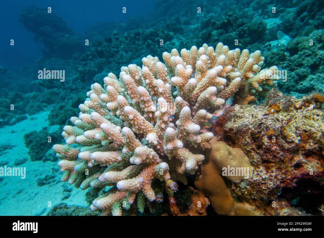 Korallenriff mit großer Akropora-Koralle (Scleractinia) am Grund des tropischen Meeres, Unterwasserlandschaft Stockfoto