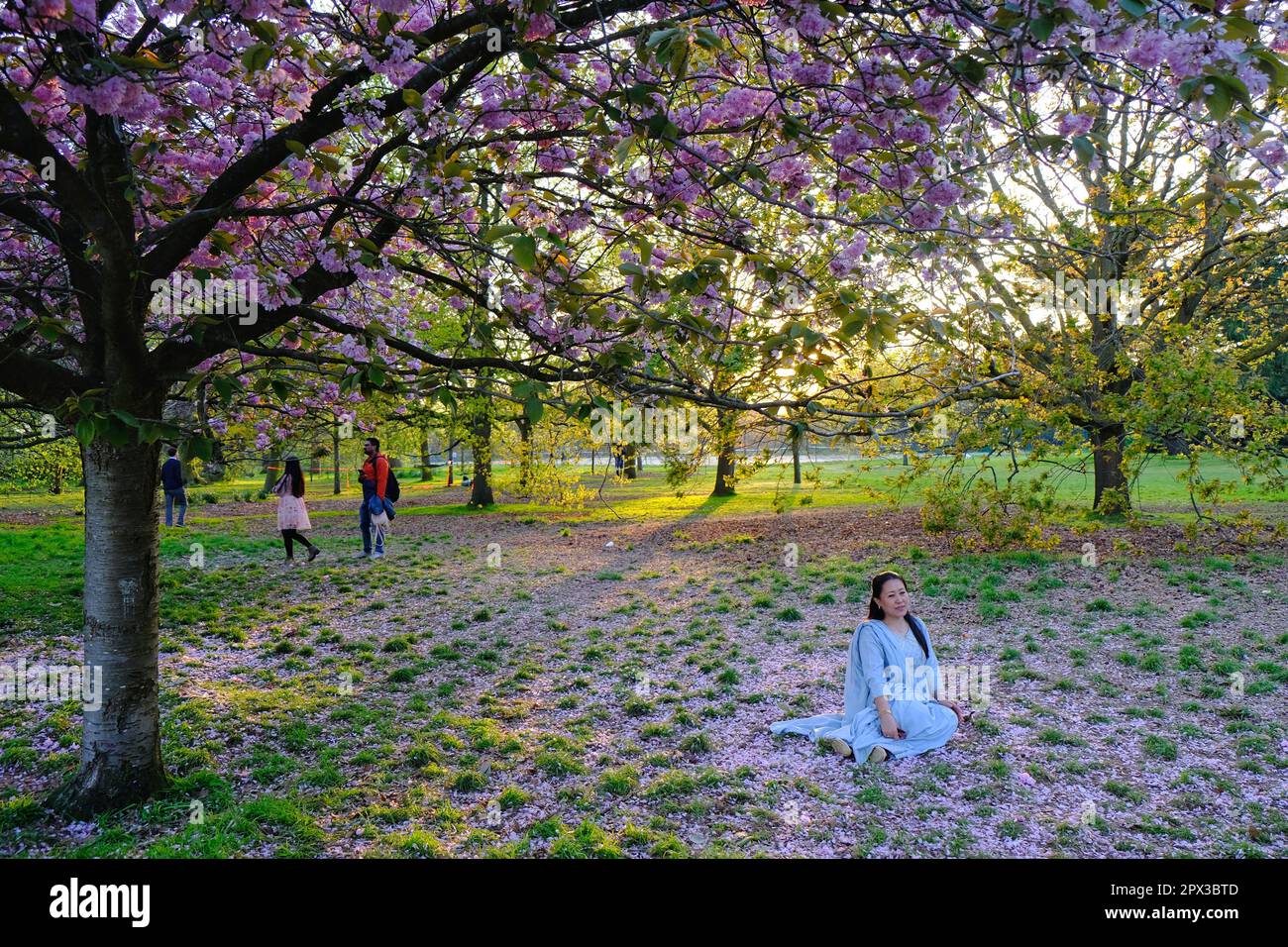 London, Großbritannien. Eine Frau in einem blauen Kleid posiert für ein Foto unter den Kirschblüten im Greenwich Park. Stockfoto