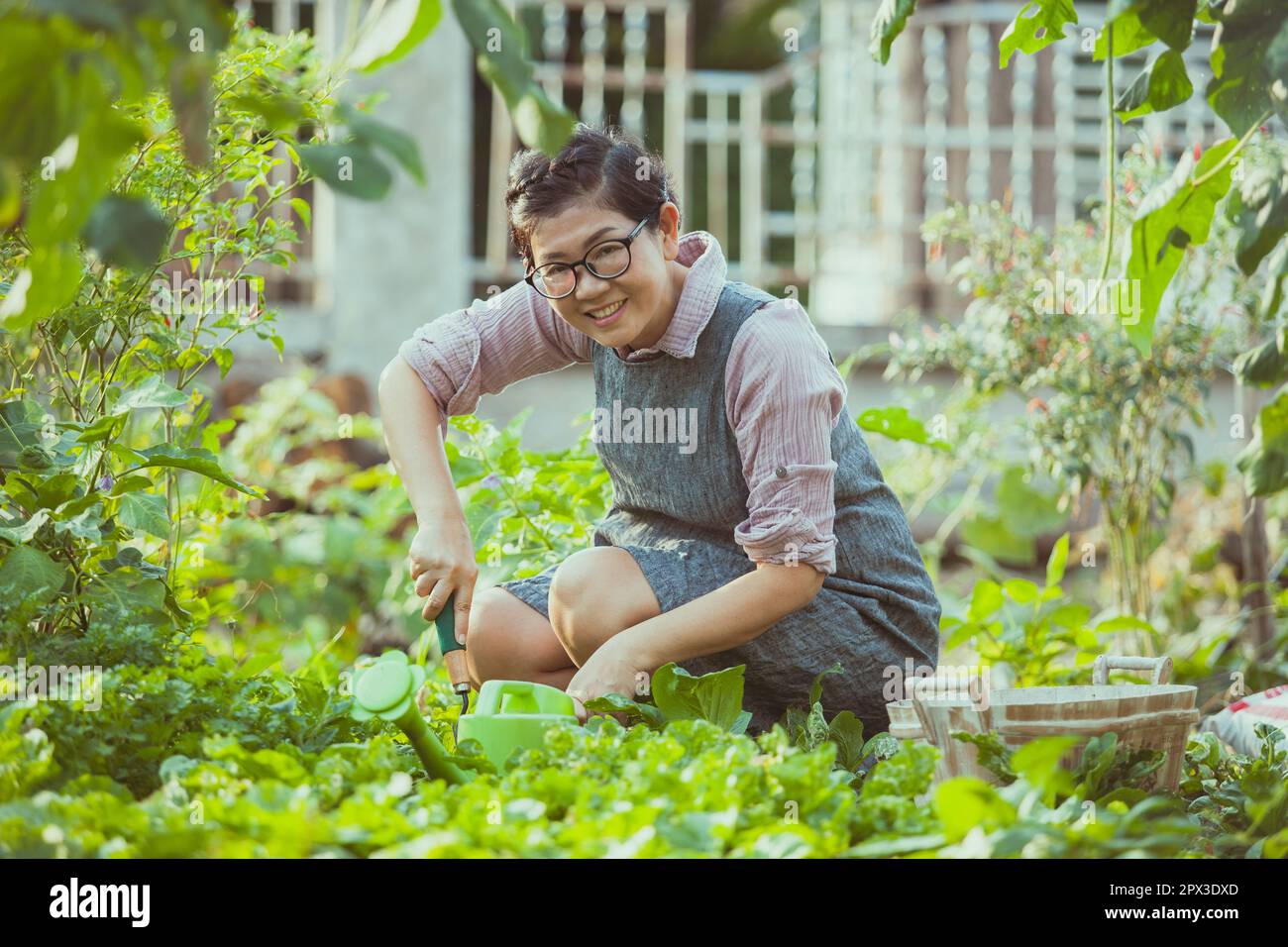 asiatische Frau, die Gemüse im Garten erntet Stockfoto
