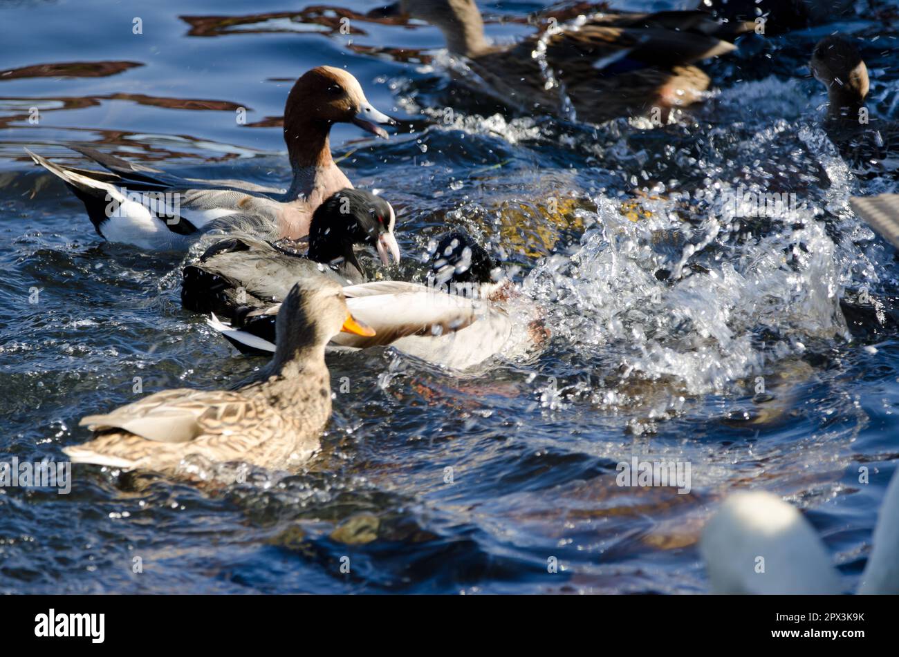 Mallards Anas platyrhynchos, eurasischer Coot Fulica atra und eurasische Witwe Mareca penelope kämpfen um Nahrung. Yamanako-See. Honshu. Japan. Stockfoto