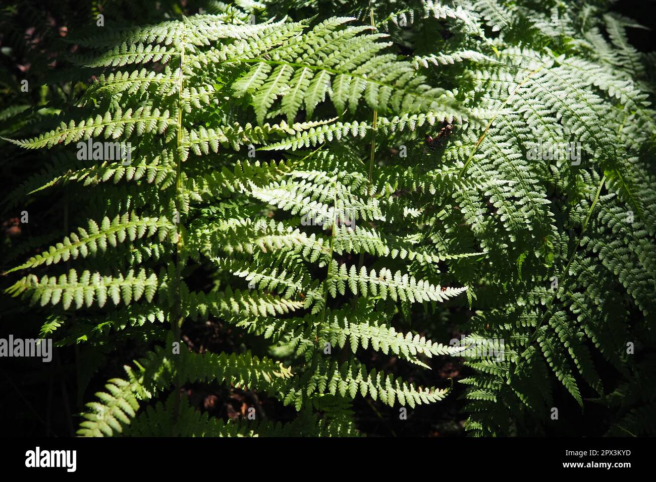 Farnpflanze im Wald. Wunderschne anmutige grne Bltter. Polypodiphyta,  Gefpflanzen, moderne Farne und alte hhere Pflanzen. Farn Polypodiophyta  Stockfotografie - Alamy