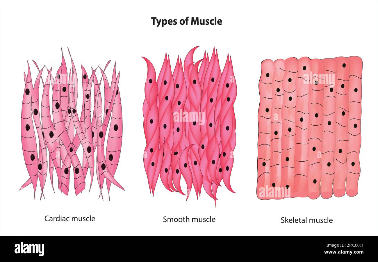 Muskeltypen Stock Vektor