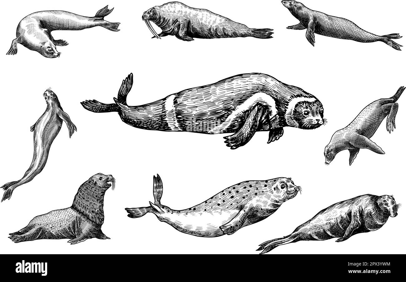 Pelzrobbe, steller Seelöwe und Walross, Band und Elefant, Ohrlos und Seehund. Meerestiere, Seetiere oder Nadelvögel. Retro im Vintage-Stil Stock Vektor