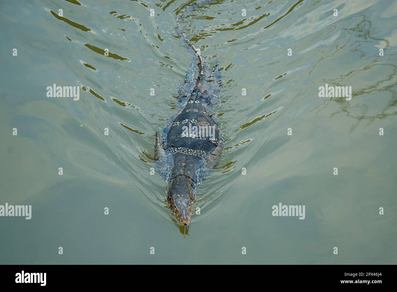 Ein wildes Iguana in der Klong Chula des Mae Klong River in der Stadt Amphawa in der Provinz Samut Songkhram in Thailand, Thailand, Amphawa, Nov Stockfoto