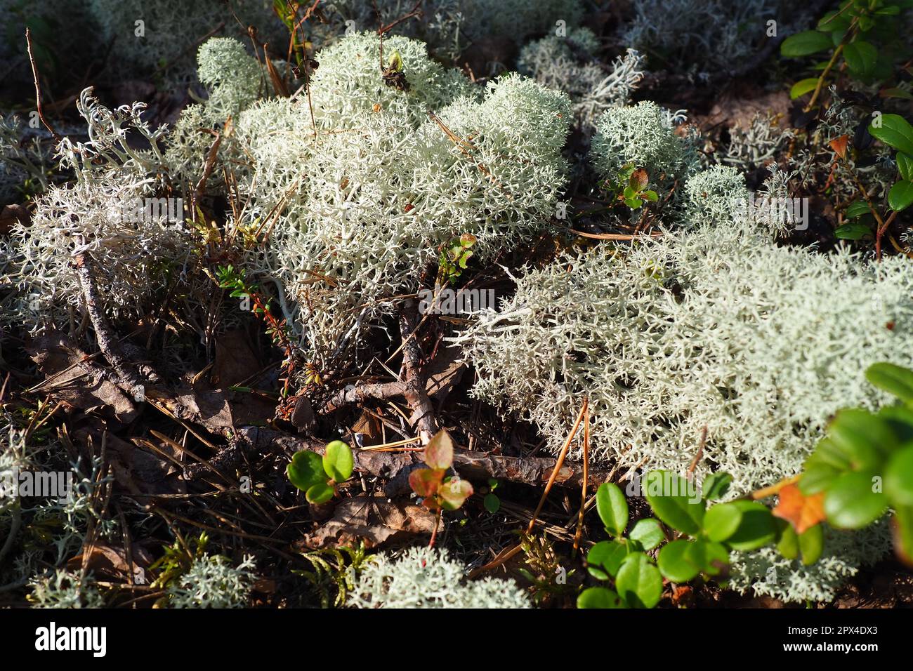 Rentier Lichen Rentier Moos. Cladonia, Flechten-Gattung der Cladonia-Familie Cladoniaceae. Das Königreich der Pilze. Karelien, Russland, Taiga Tundra. Cetrar Stockfoto