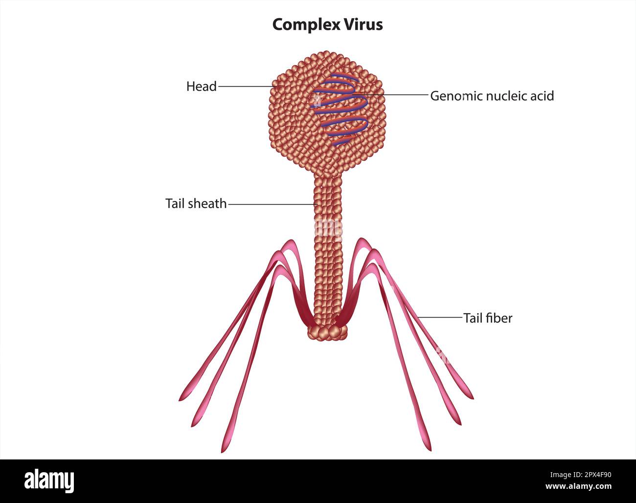 Komplexere Struktur des Virus Stock Vektor