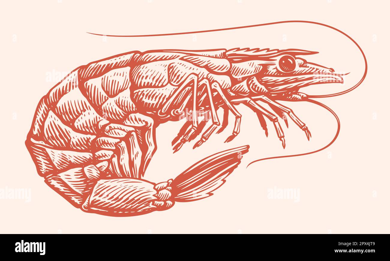 Tiger Shrimps handgemalte Gravurskizze. Ganze Garnelen, Meeresfrüchte-Vektordarstellung Stock Vektor