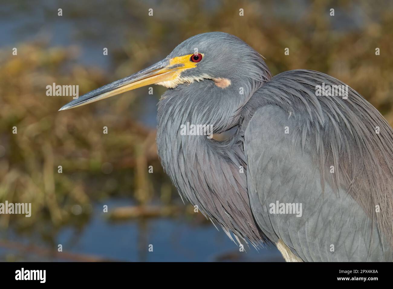 Am Ufer des Lake Apopka im Newton Park in Winter Garden, Florida, liegt ein dreifarbiger Reiher in der Spätsonne. Stockfoto