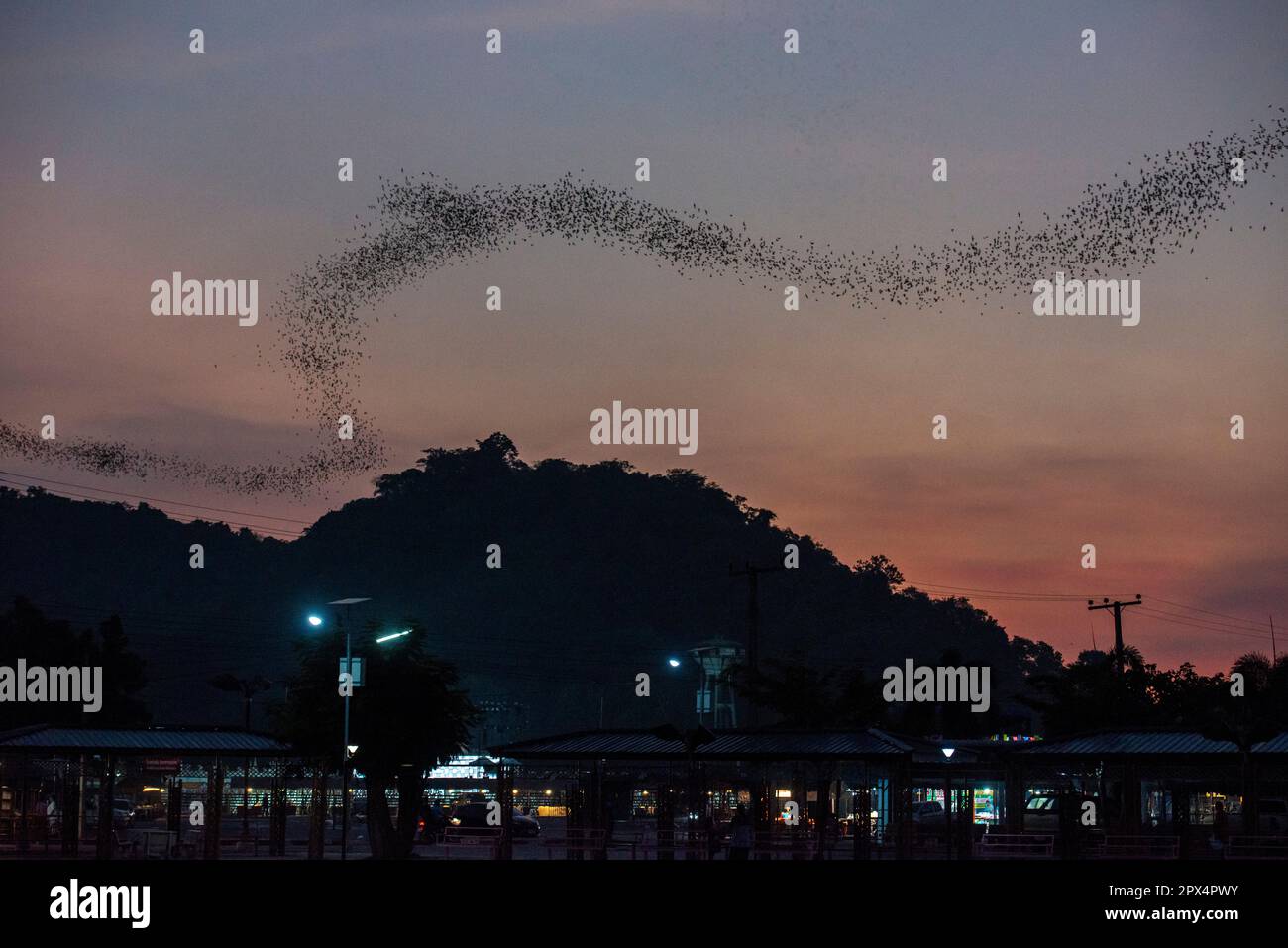 Eine Million Fledermäuse fliegen aus der Kang Khao Höhle im Wat Khao Chong Phran in der Nähe der Stadt Ratchaburi in der Provinz Ratchaburi in Thailand, Thailand Stockfoto