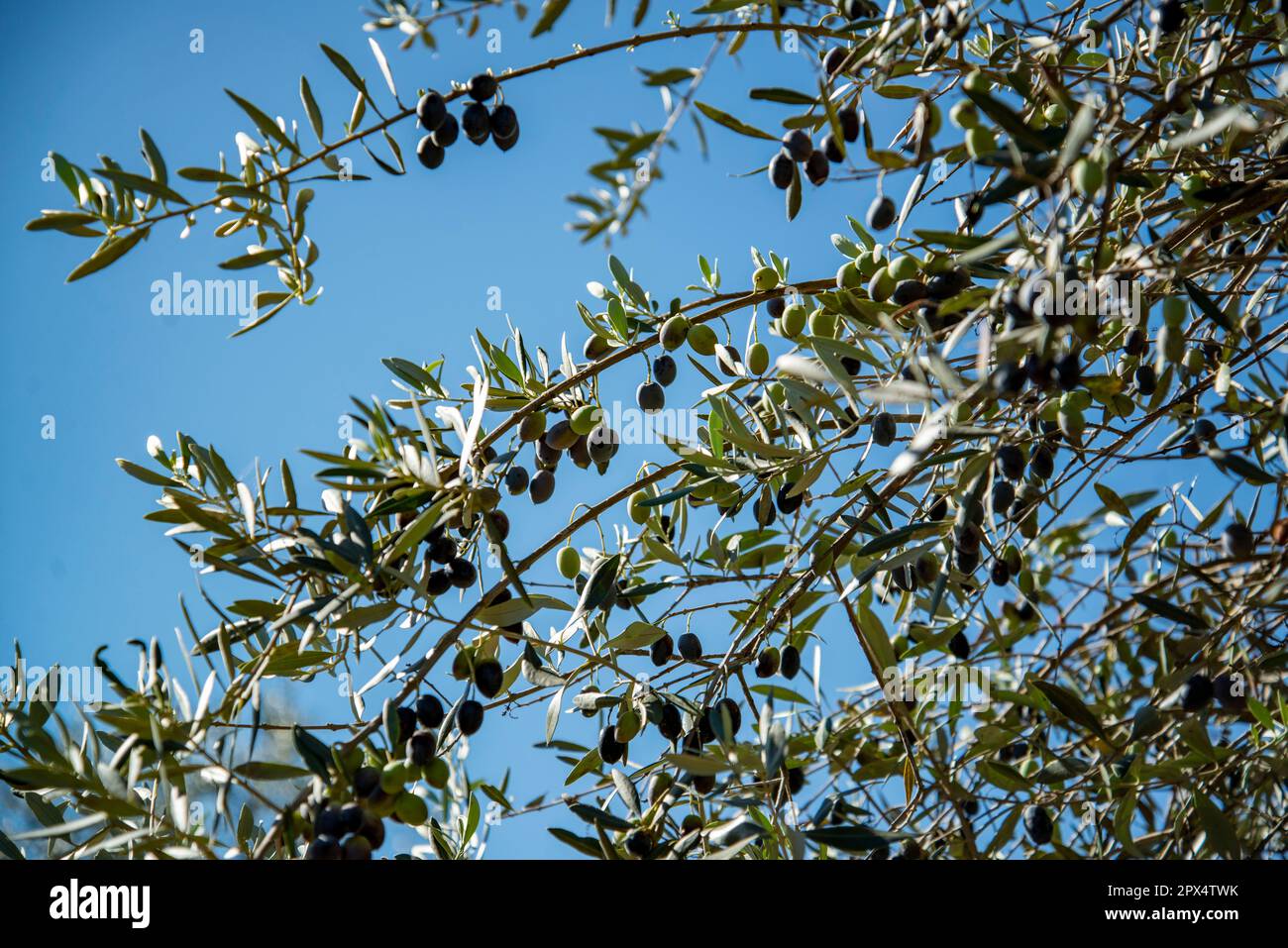 Olivenbäume in Almendres in der Nähe der Stadt Evora in Alentejo in Portugal. Portugal, Evora, Oktober 2021 Stockfoto