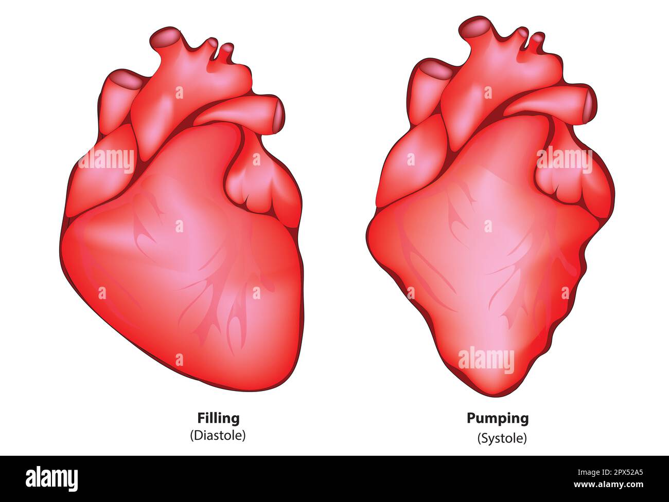 Unterschied zwischen Systole und Diastole Stock Vektor