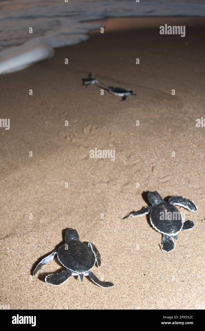 Baby Green Turtles, Chelonia mydas, auf Sand, der die Brandung am Sukamade Beach in Ost-Java in Indonesien betritt Stockfoto