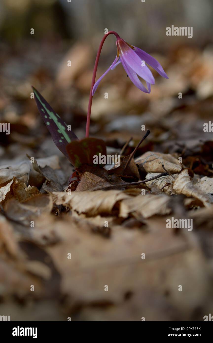 Hundszahn violett oder die Hunde zahnviolett, spät- oder Frühfrühlingspflanze in Lilienfamilie mit Fliederblüte und eifem oder lanzetem Blatt, weiße Birne, Stockfoto