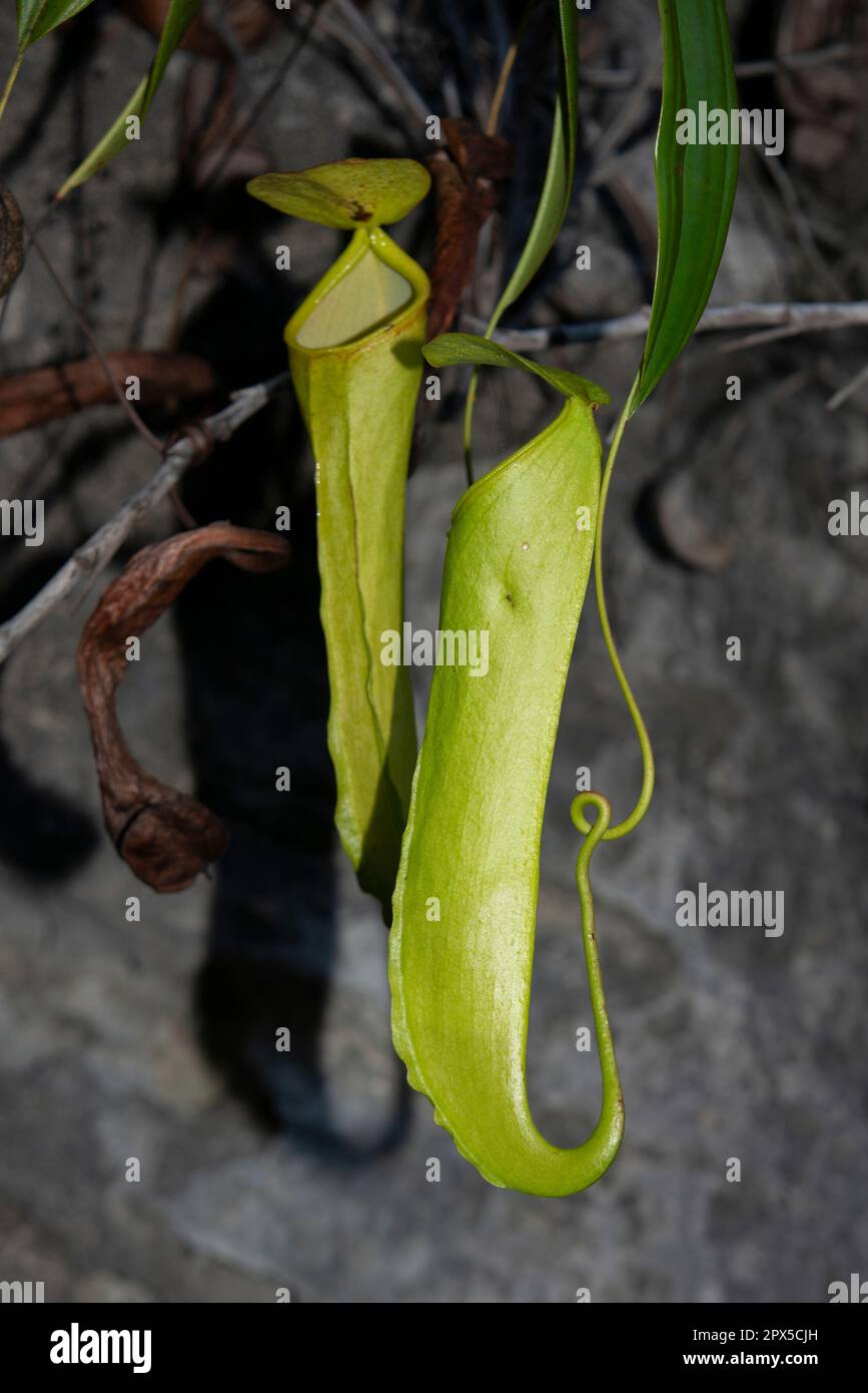 Pitcher Plant, Nepenthes sp, Pitchers, Raja Ampat, West Papua, Indonesien Stockfoto