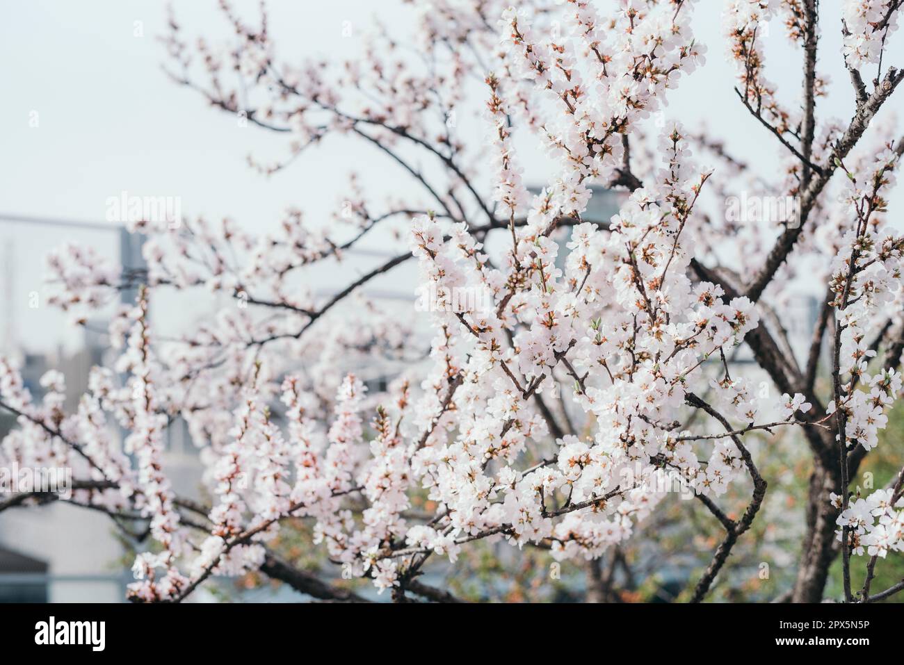 Weiße Sakura Kirschblüten blühende Jahreszeit im urbanen Garten Stockfoto