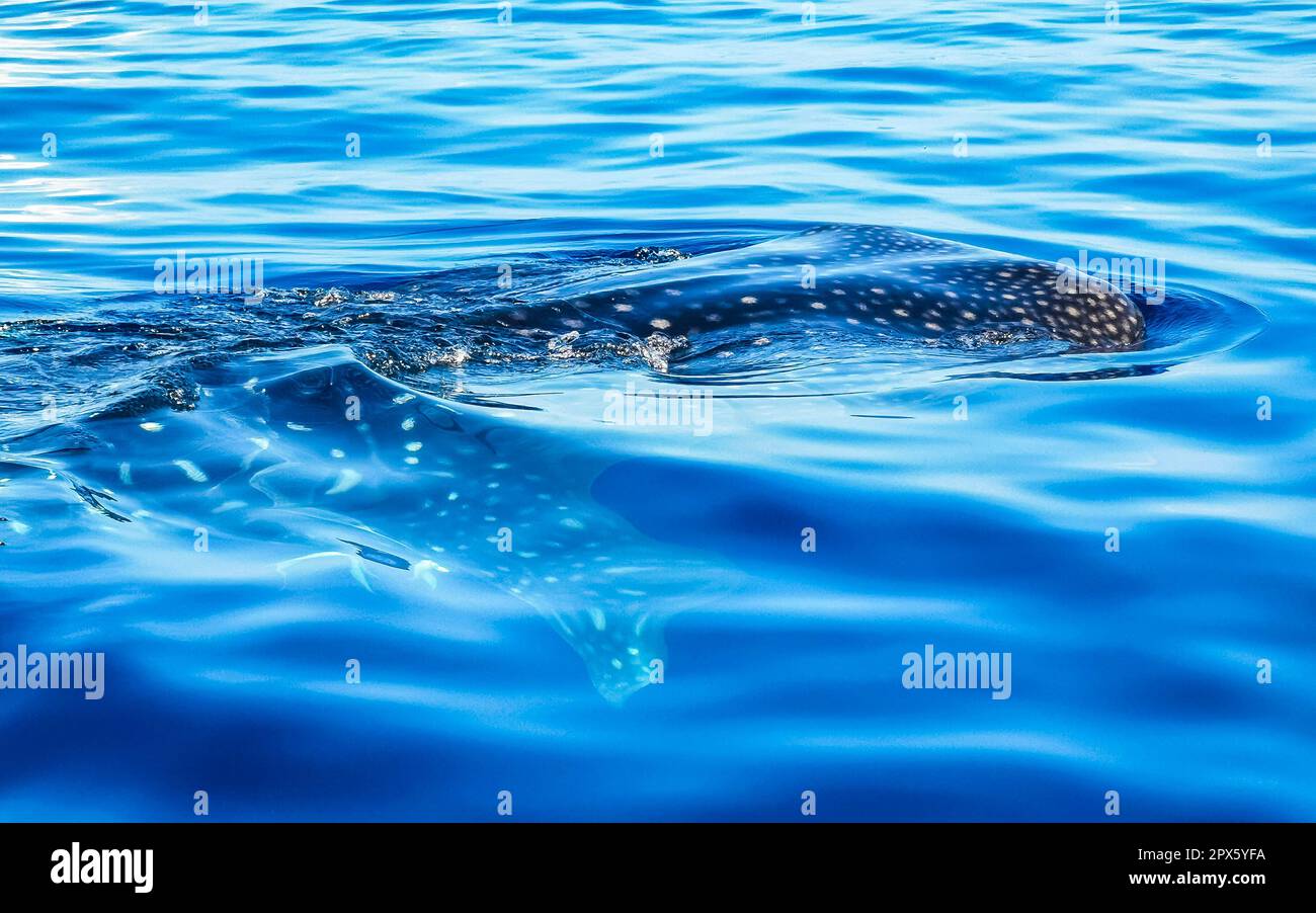 Auf einer Bootstour in Cancun Quintana Roo Mexiko schwimmt ein riesiger, wunderschöner Walhai auf der Wasseroberfläche. Stockfoto