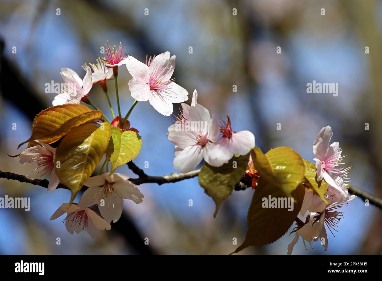 Sakura-Blumen auf einem Ast. Kirschblüte im Frühlingsgarten auf blauem Himmelshintergrund Stockfoto