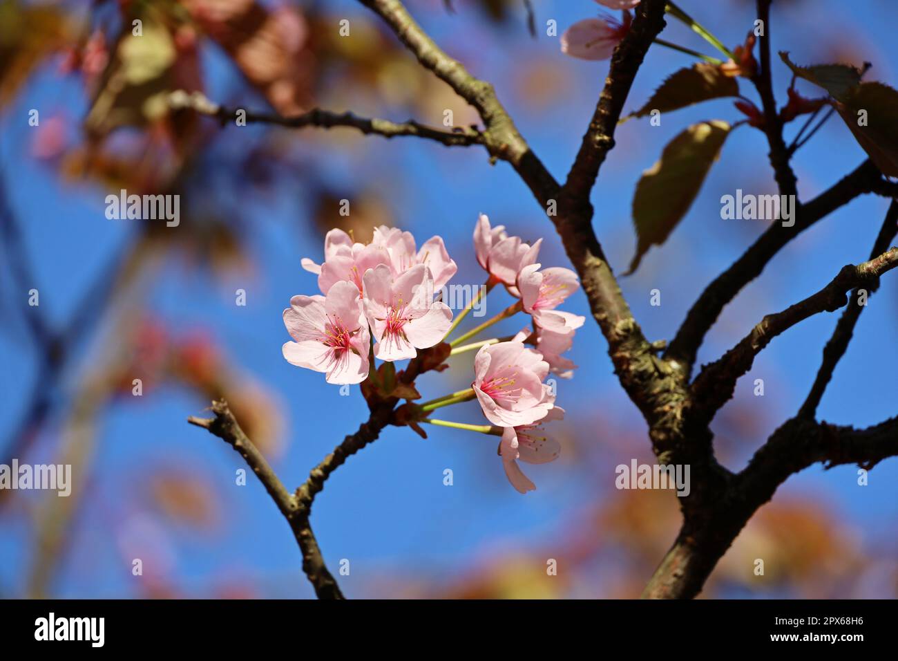 Sakura-Blumen auf einem Ast. Kirschblüte im Frühlingsgarten auf blauem Himmelshintergrund Stockfoto
