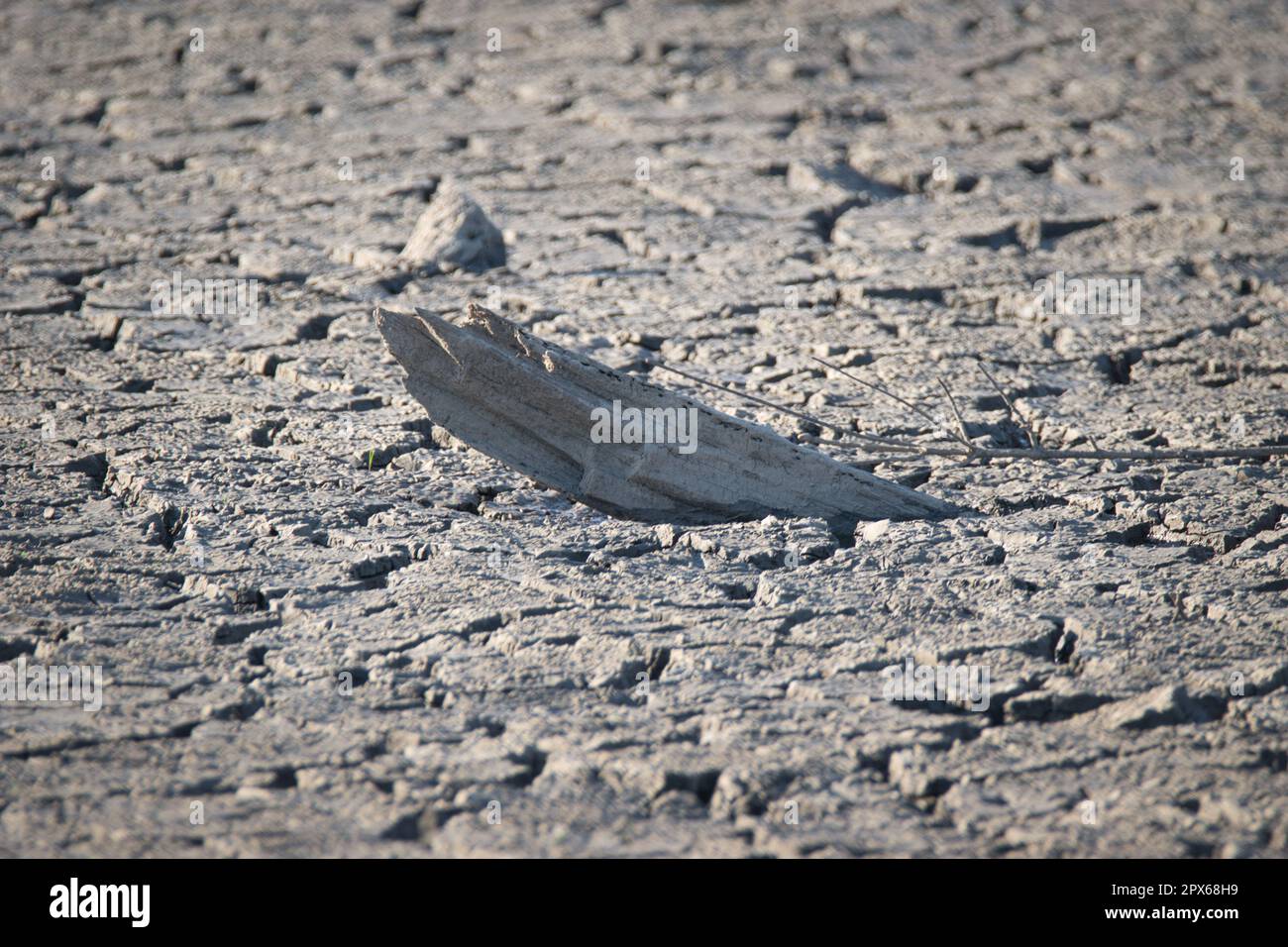 Holz steckt in getrocknetem Schlamm Stockfoto