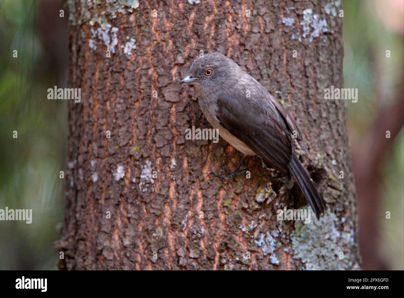 Abyssinischer Slaty Flycatcher (Dioptrornis chocolatinus), Erwachsener, auf Baumstamm sitzend, Äthiopien Stockfoto