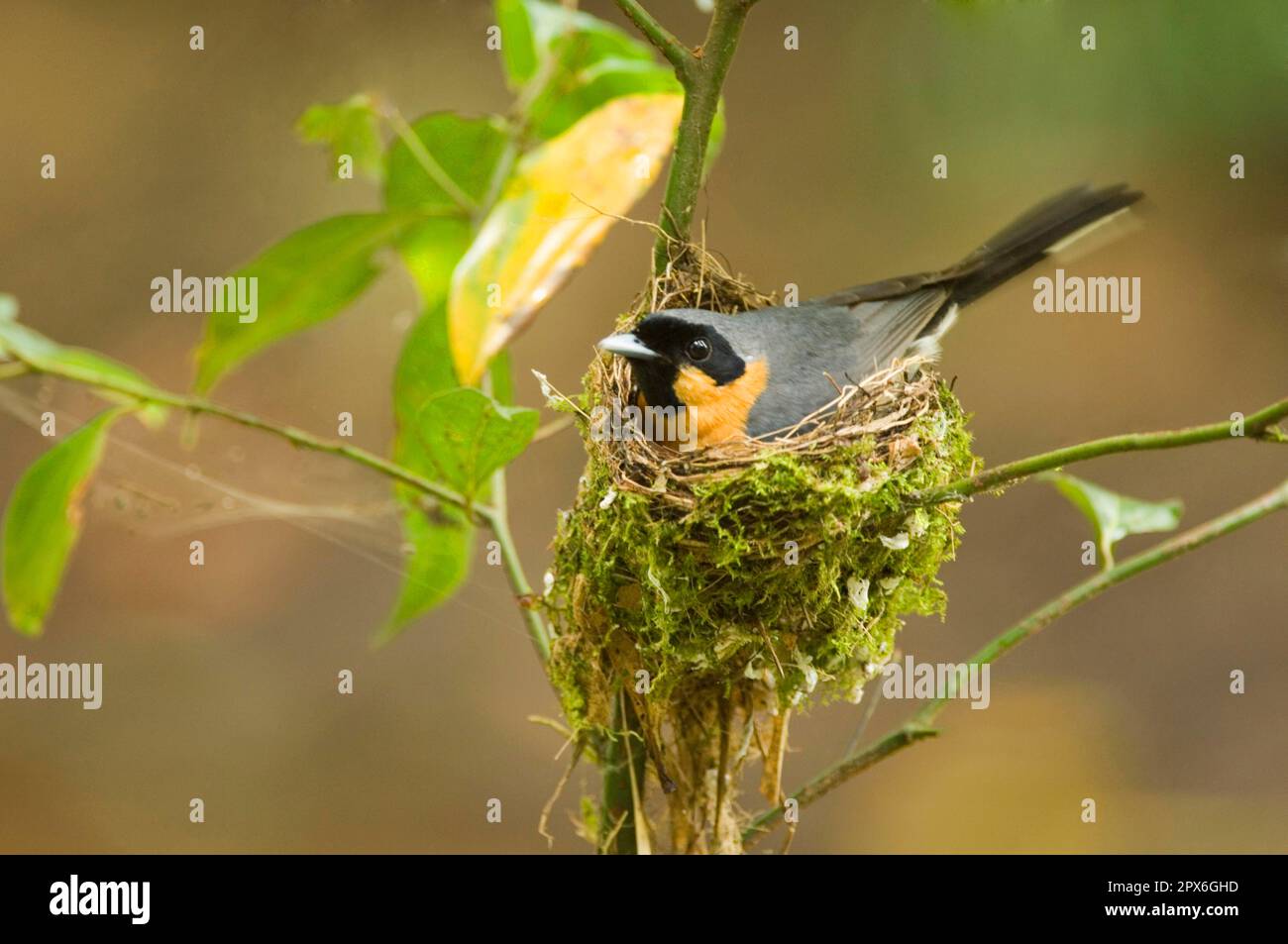 Brillenmonarch (Monarcha trivirgatus), Erwachsener, sitzt auf Nest, Daintree, Queensland, Australien Stockfoto