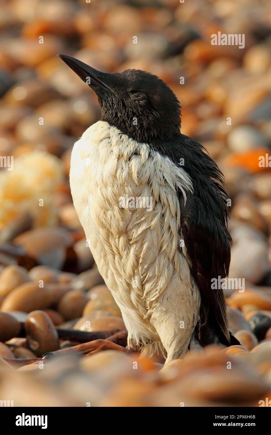 Ausgewachsene Guillemot (Uria aalge), Sommergefieber, nach Kontamination durch polyisobutenöl-Additiv im Meer an Land gewaschen, wasserdicht Stockfoto