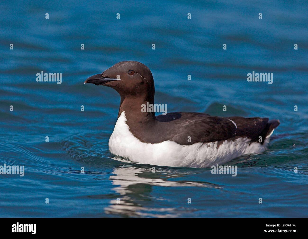 Dickschnabelmurre (Uria lomvia) Erwachsener, Sommerzucht, Schwimmen im Meer, Nordnorwegen Stockfoto