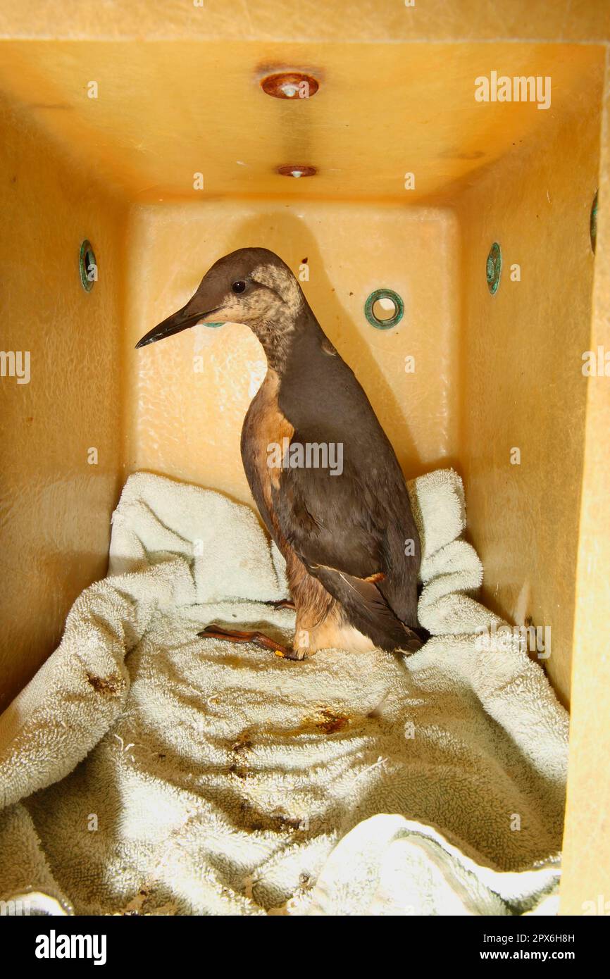 Guillemot (Uria aalge), Erwachsene, nicht zuchtendes Gefieder, geölter Vogel in der Box im Rettungszentrum, RSPCA West Hatch, Somerset, England, Vereinigtes Königreich Stockfoto