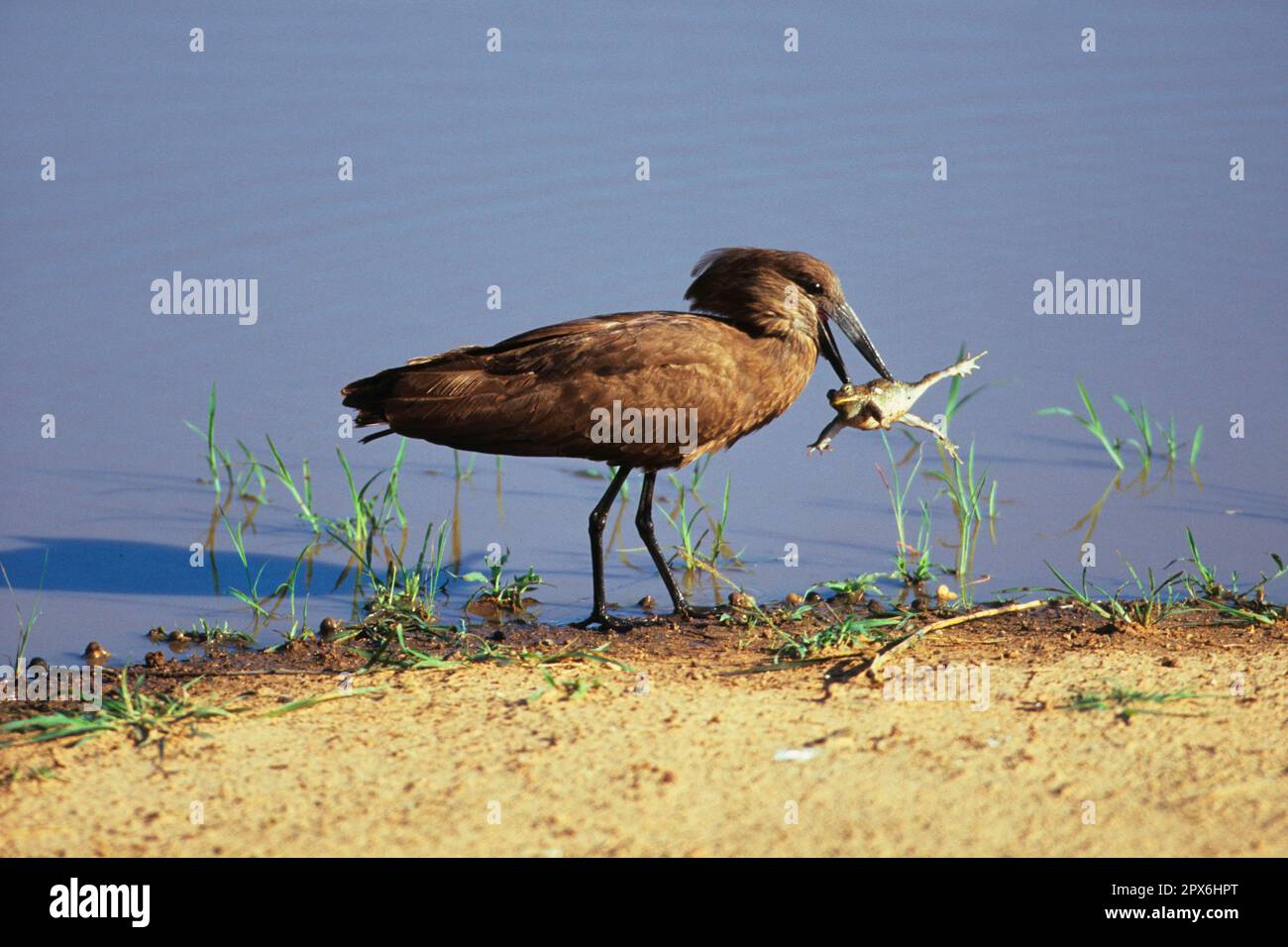 Hamerkop (Scopus umbretta) greift den Ochsenfrosch im Schnabel, der Frosch zur Selbstverteidigung aufgeblasen, Kruger N. P. Südafrika Stockfoto