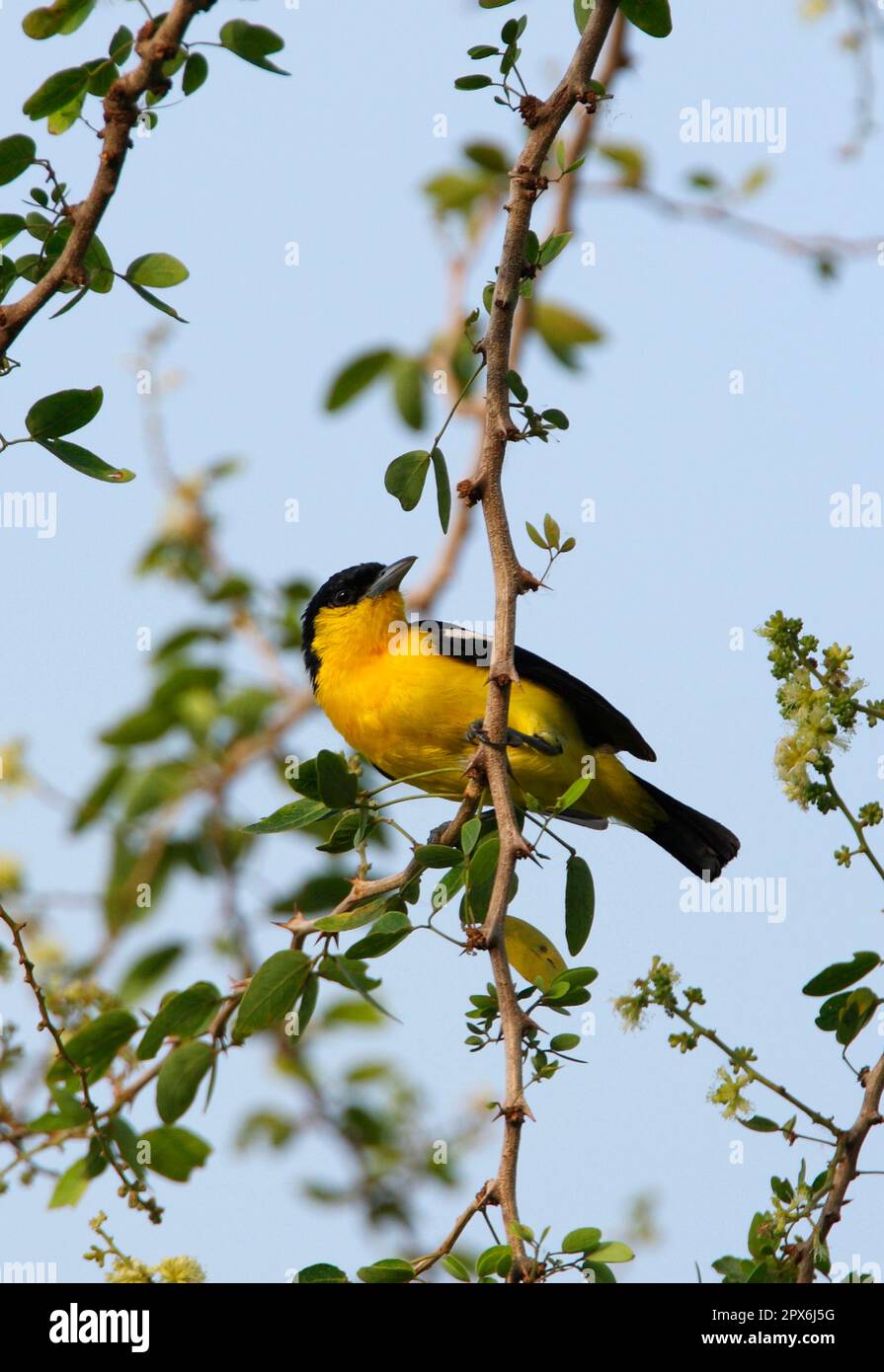 IORA (Aegithina tiphia multicolor), männlich, hoch oben auf dem Zweig, Sri Lanka Stockfoto