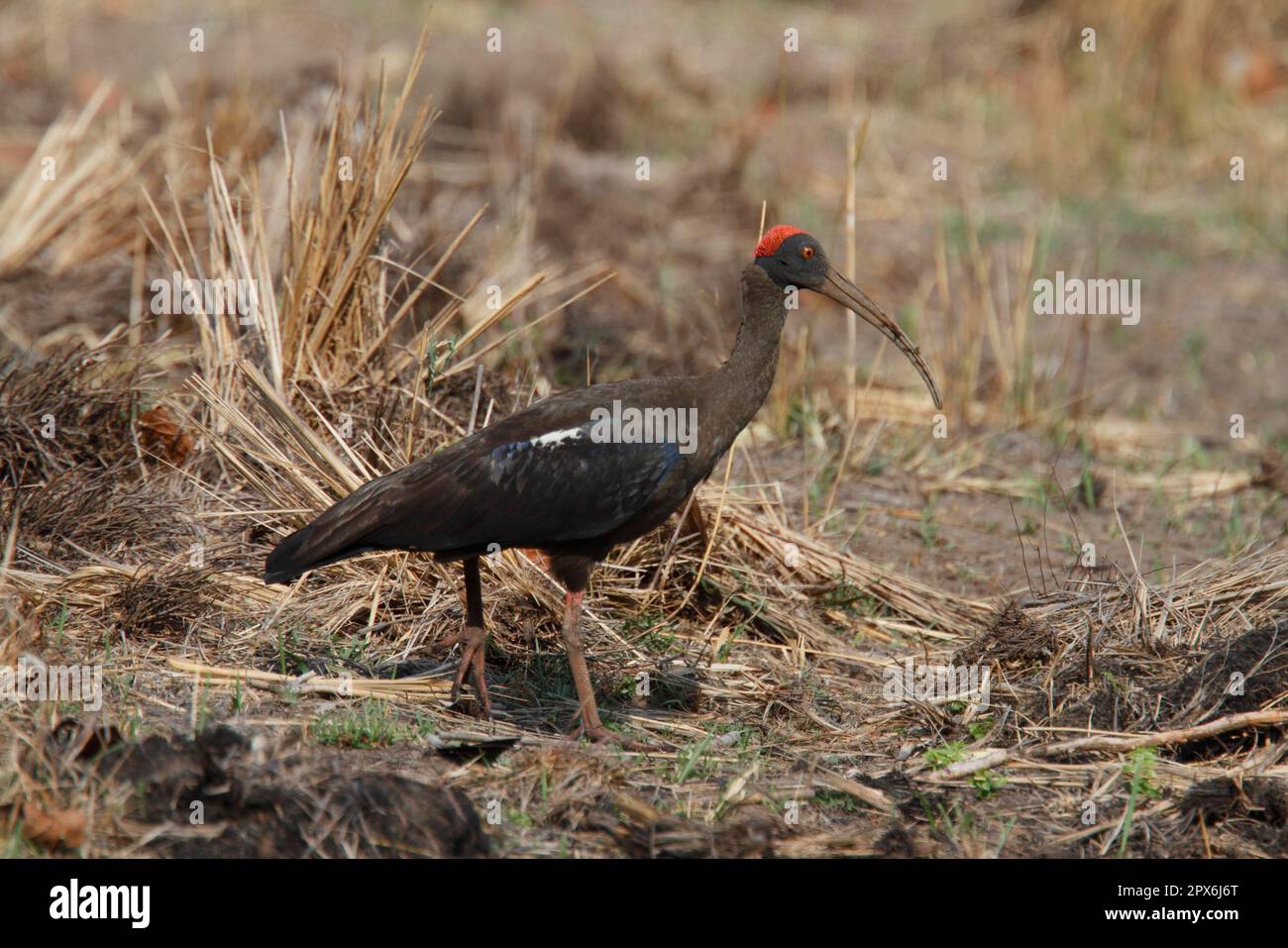 Schwarz-rot-naped ibis (Pseudibis papillosa), Erwachsener, Futtersuche, Bandhavgarh N. P. Madhya Pradesh, Indien Stockfoto