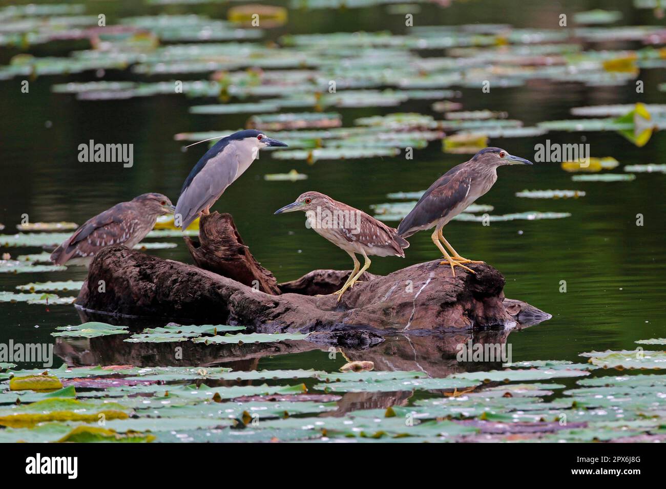 Schwarzkronenreiher (Nycticorax nyctocorax nycticorax), Erwachsener, zwei Erwachsene und Jugendliche, auf schwimmendem Stamm im Wasser, Taiwan Stockfoto