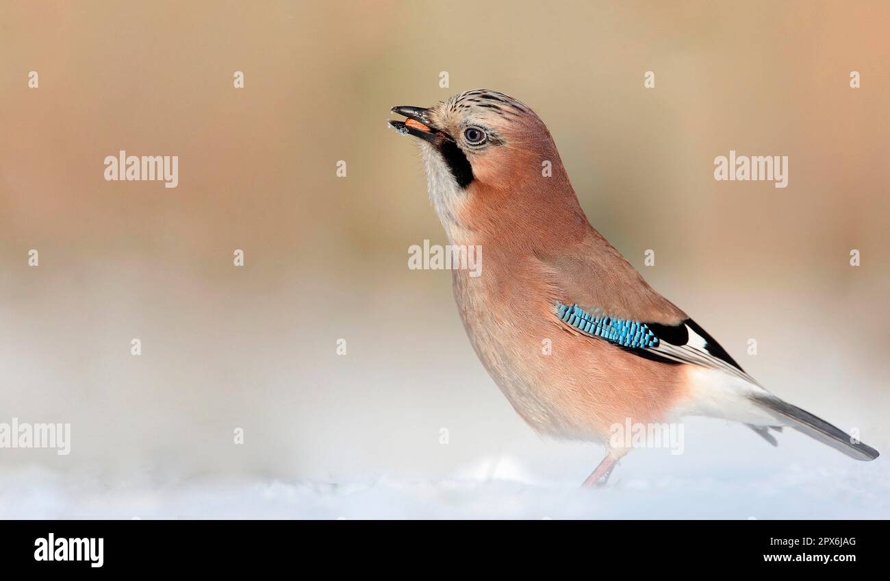 Eurasischer jay (Garrulus glandarius), Korviden, Singvögel, Tiere, Vögel, Eurasian Jay, Erwachsene, Fütterung im Schnee, Peak District, Derbyshire, England Stockfoto