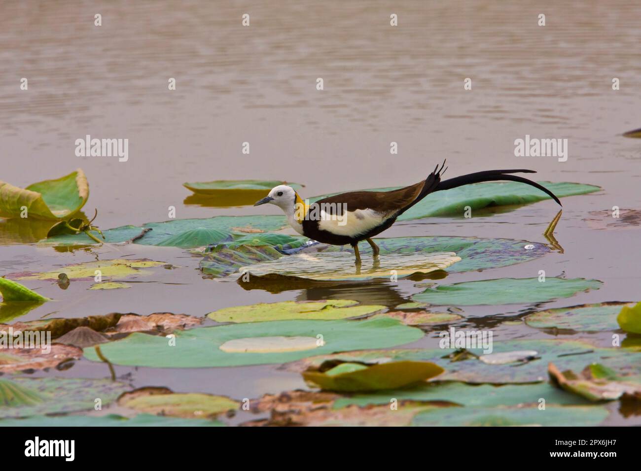 Fasanenblatt Hühnchen, Tiere, Vögel, Waders, Fasanenschwanzhuhn Jacana, Sri Lanka Stockfoto