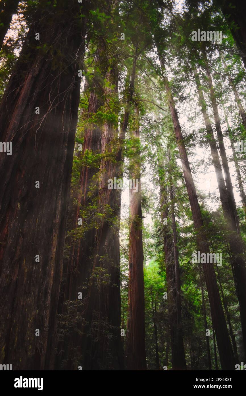 Ich schaue durch die Redwoods Stockfoto